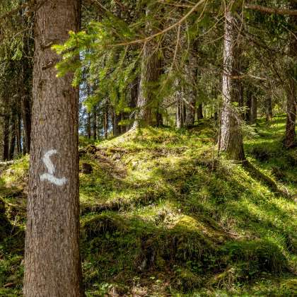 Wald am Lechweg