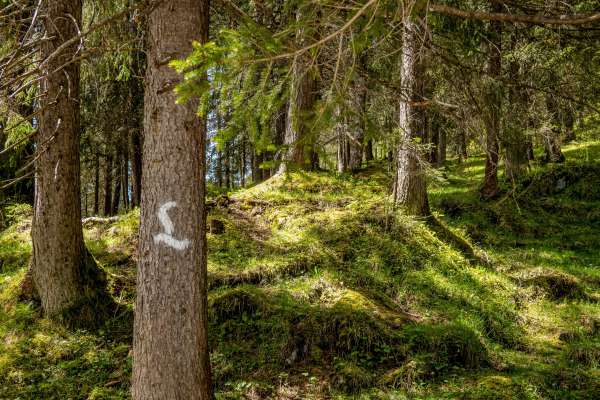 Wald am Lechweg