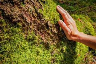 Baum und Hand