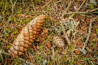 Wald im Lechtal